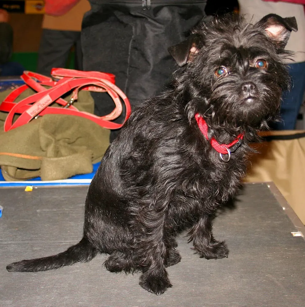 Affenpinscher: foto 2