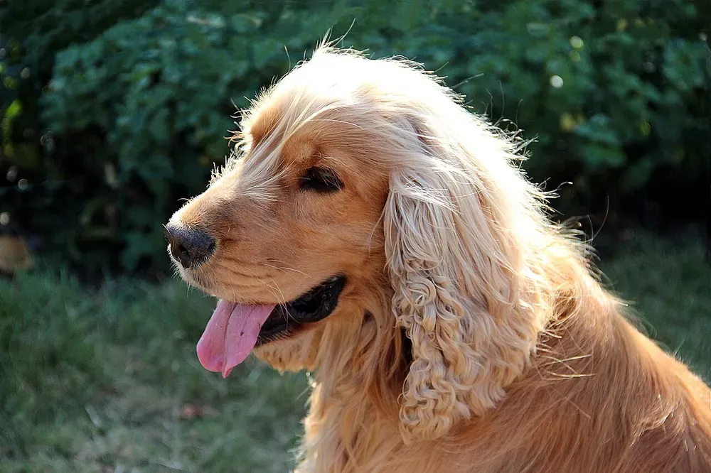 Cocker spaniel inglés: foto 2