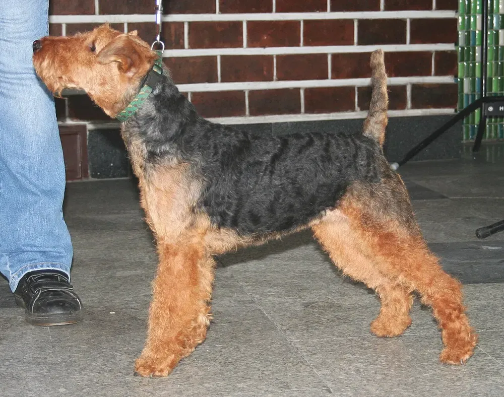 Terrier galés: foto 2