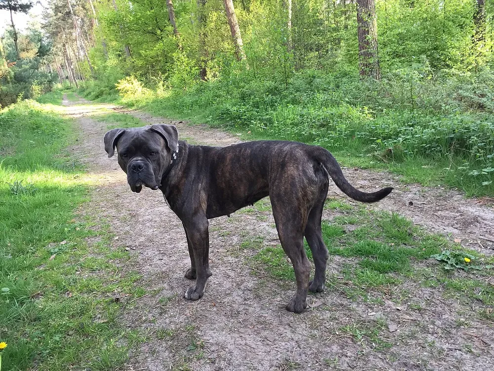Cane corso: foto 2