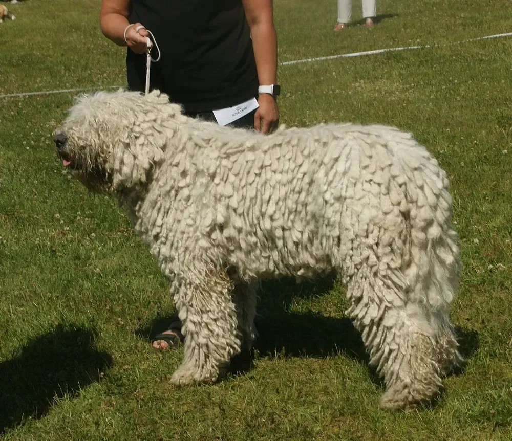 Komondor: foto 2