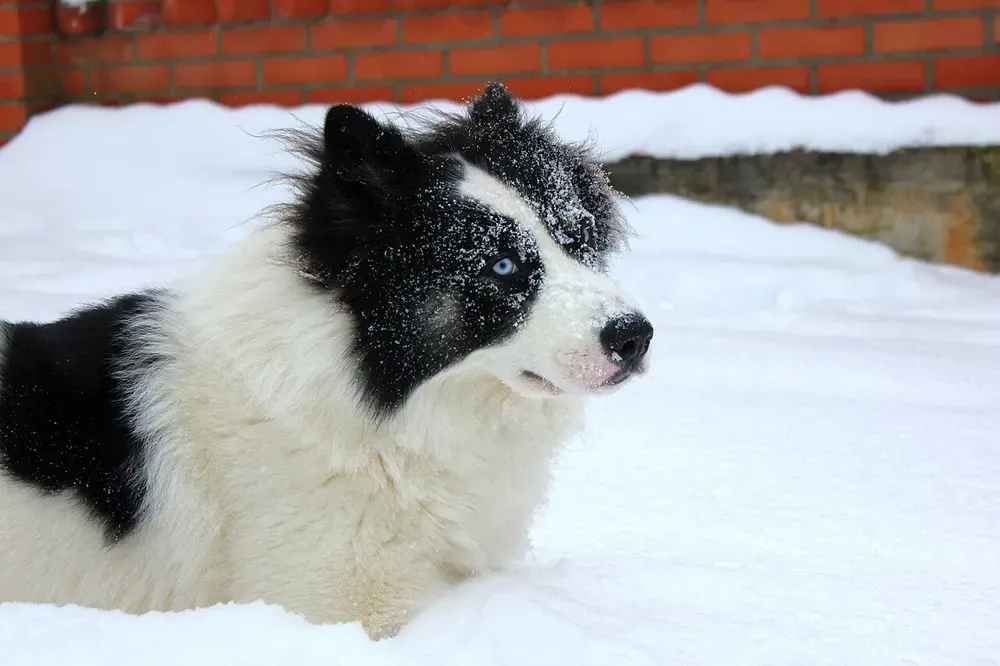 Laika de Yakutia: foto 2