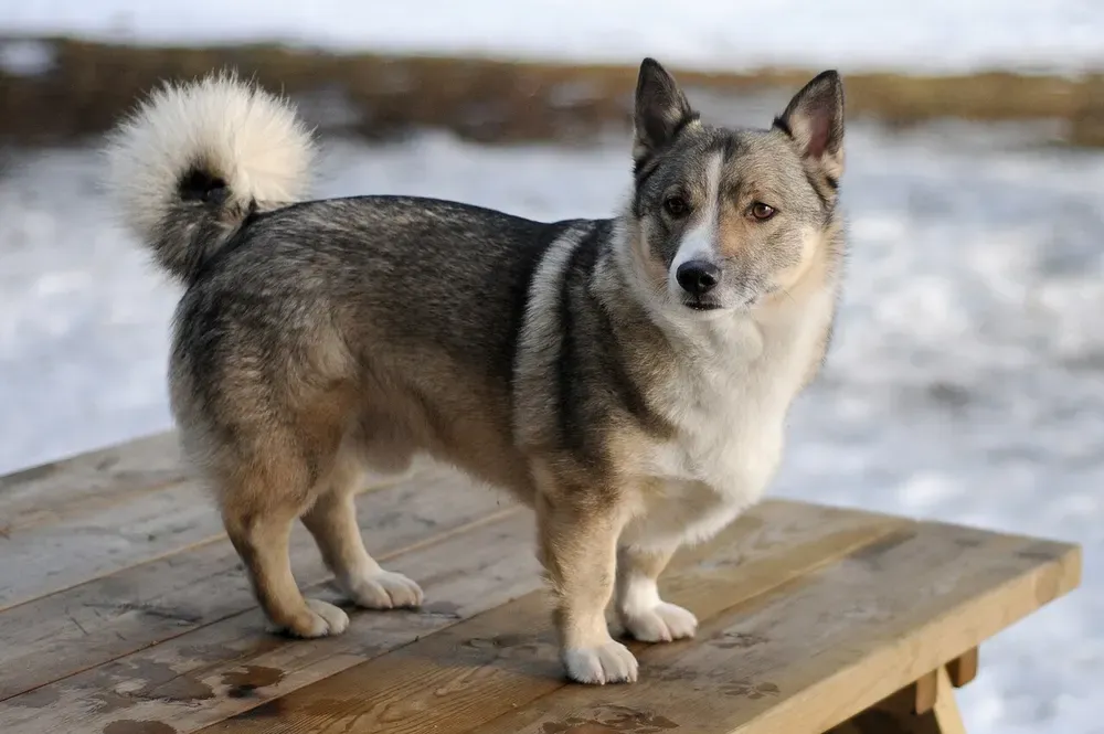 Spitz de Västergötland (Vallhund sueco): foto 2