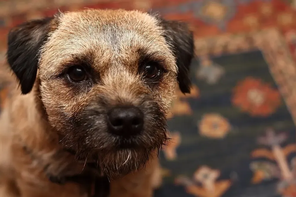 Border terrier: foto 2
