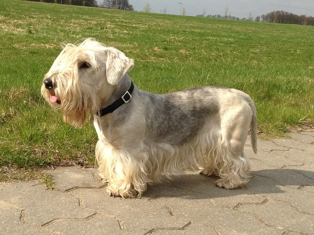 Terrier checo: foto 2