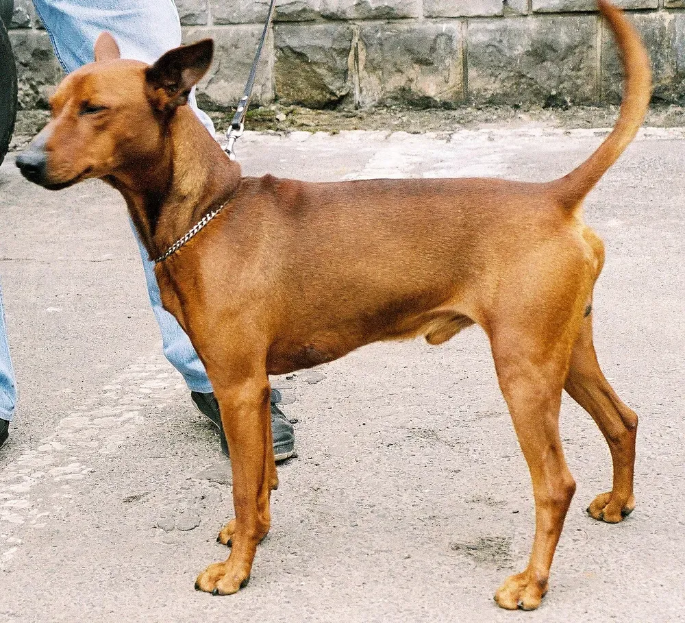 Pinscher alemán: foto 2