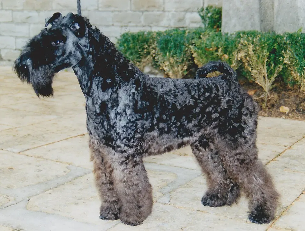 Kerry blue terrier: foto 2