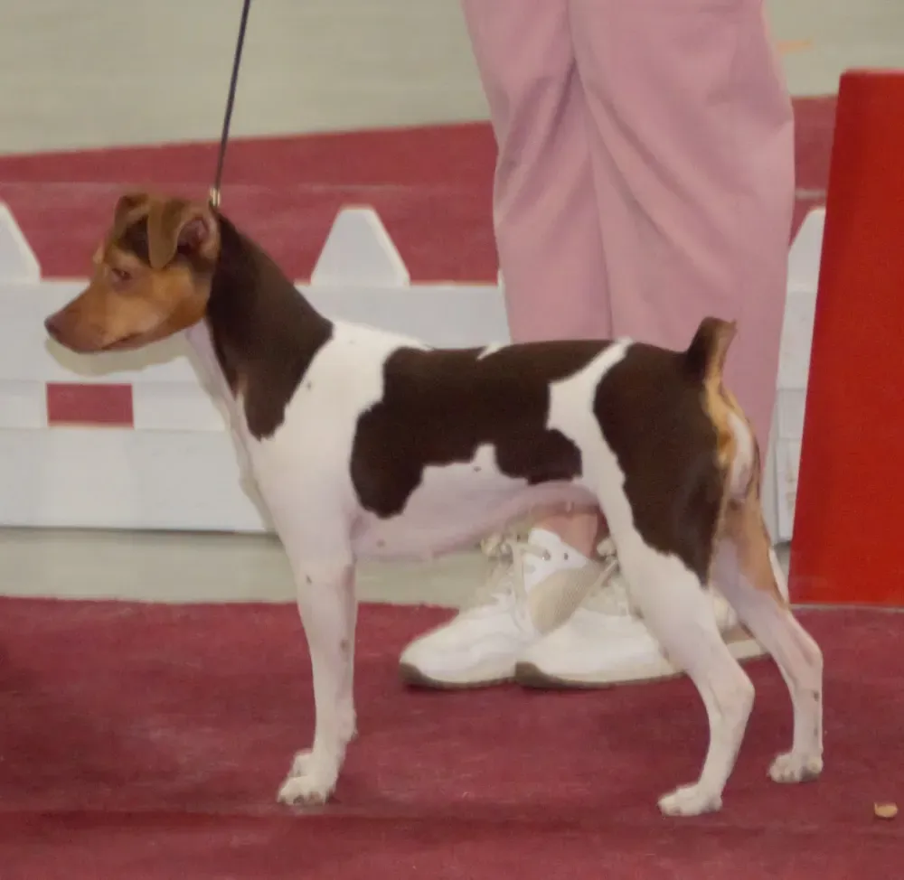 Terrier brasileño: foto 2