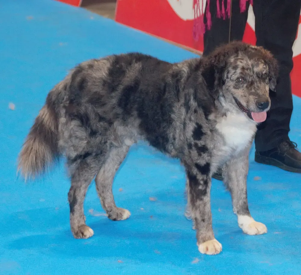 Carea leonés: foto 2