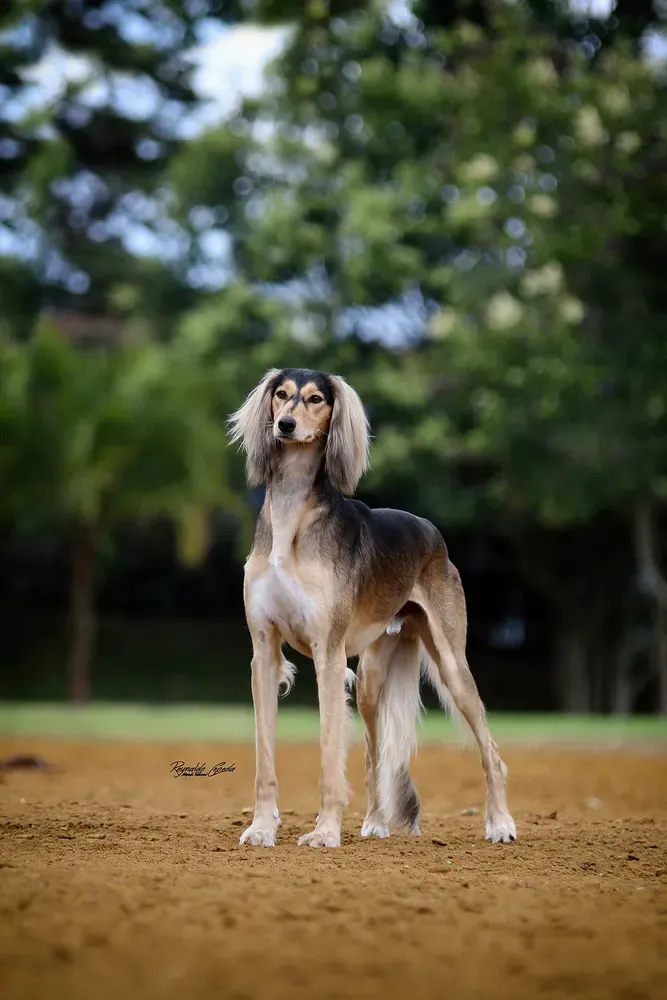 Saluki: foto 2