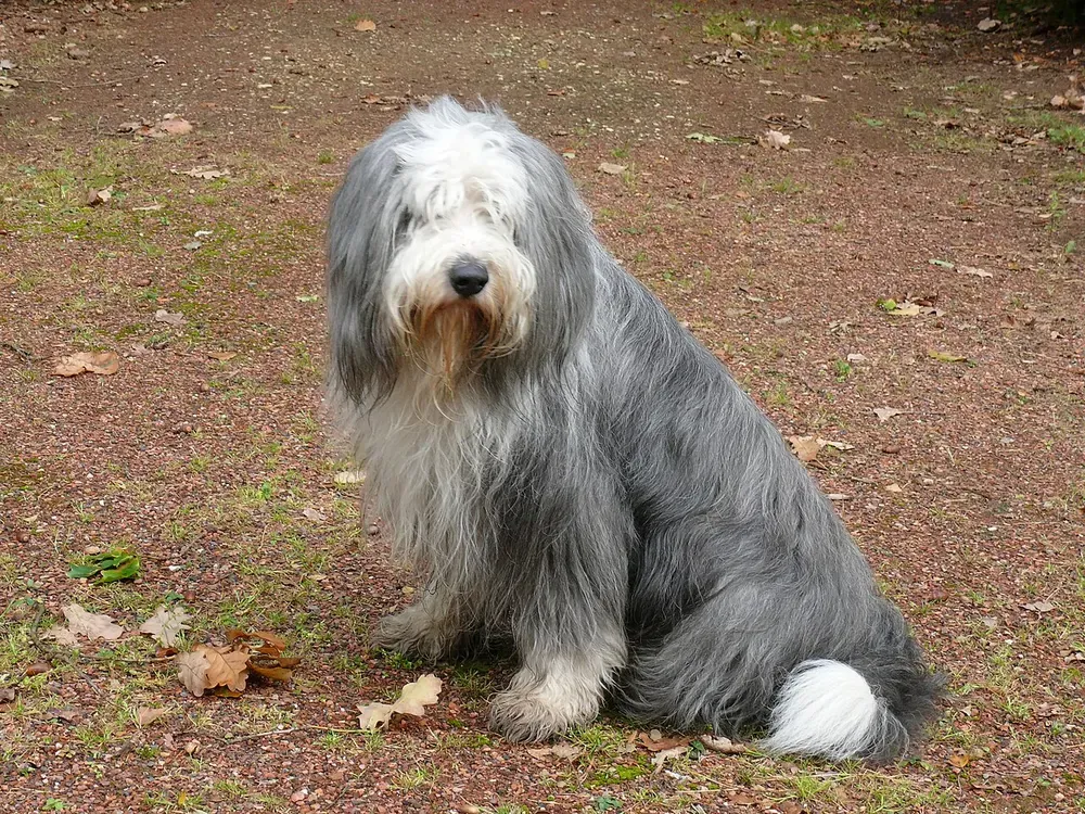 Bearded collie: foto 2