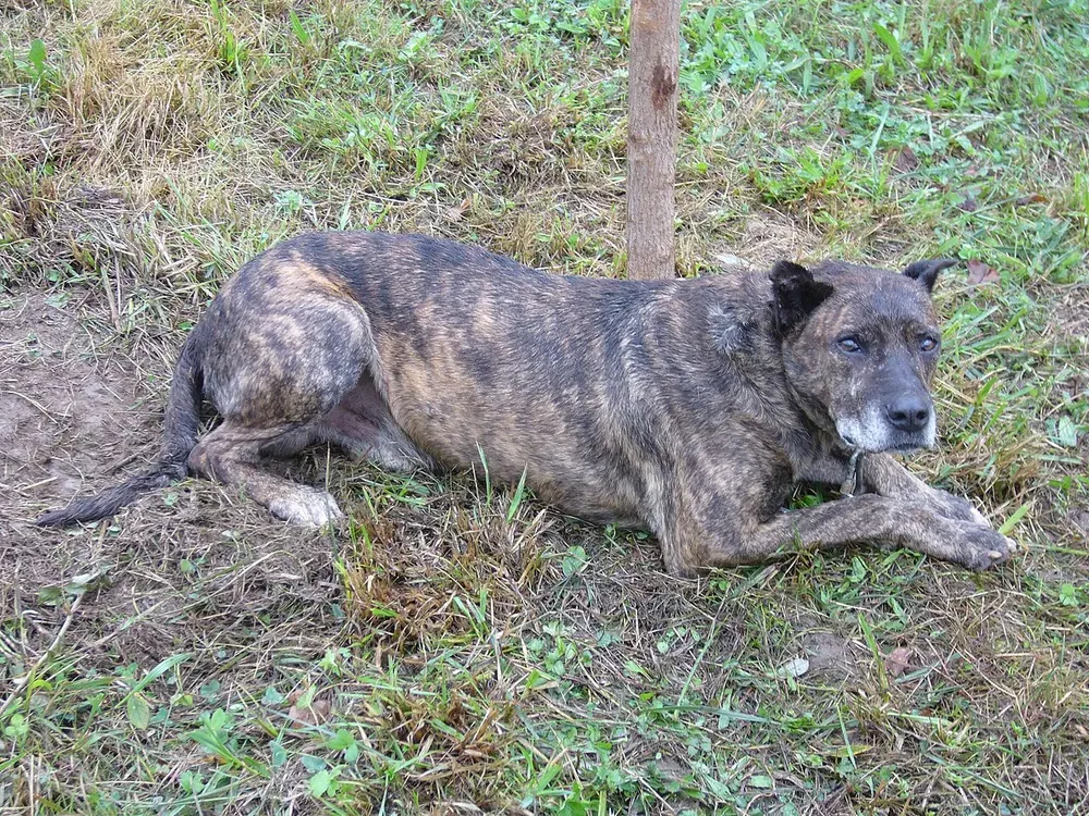 Villano de Las Encartaciones: foto 2