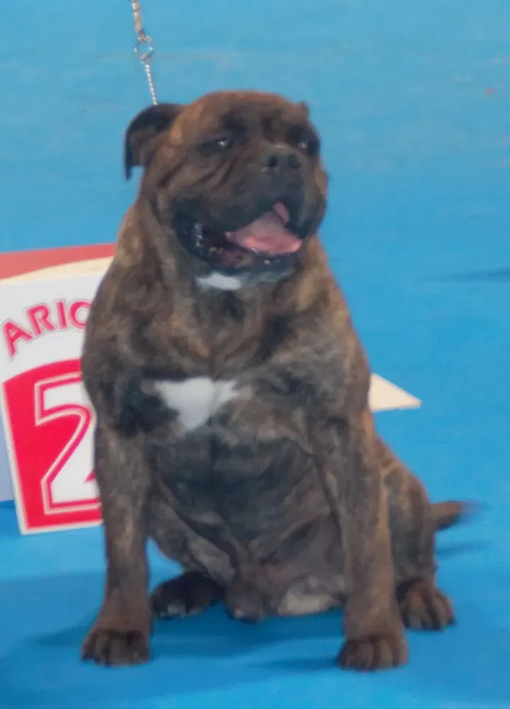 Bulldog continental: foto 2