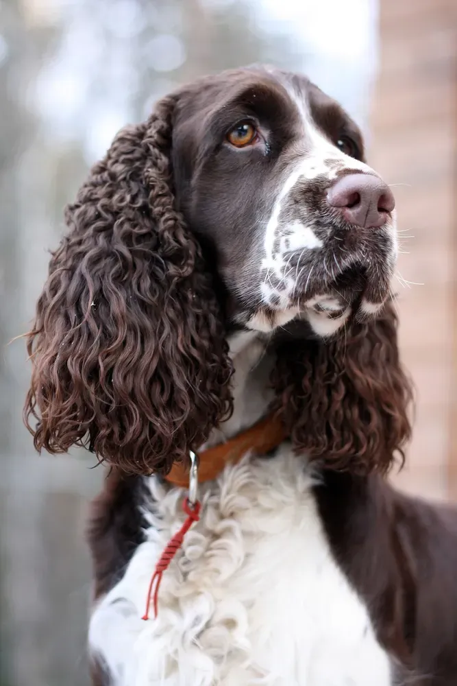 Springer spaniel inglés: foto 2