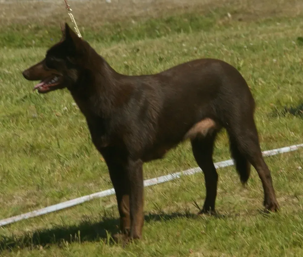 Kelpie australiano: foto 2