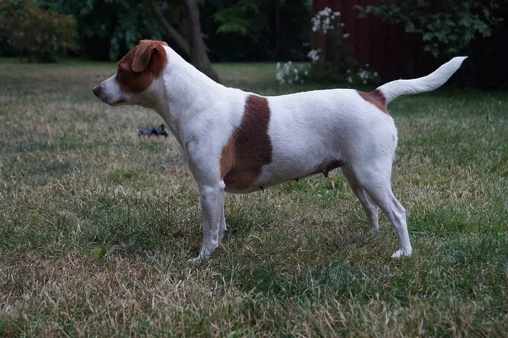 Perro de granja danés-sueco: foto 2