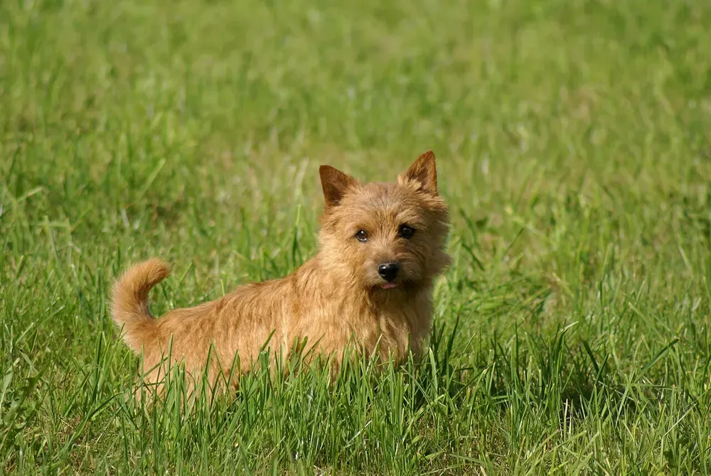 Norwich terrier: foto 2