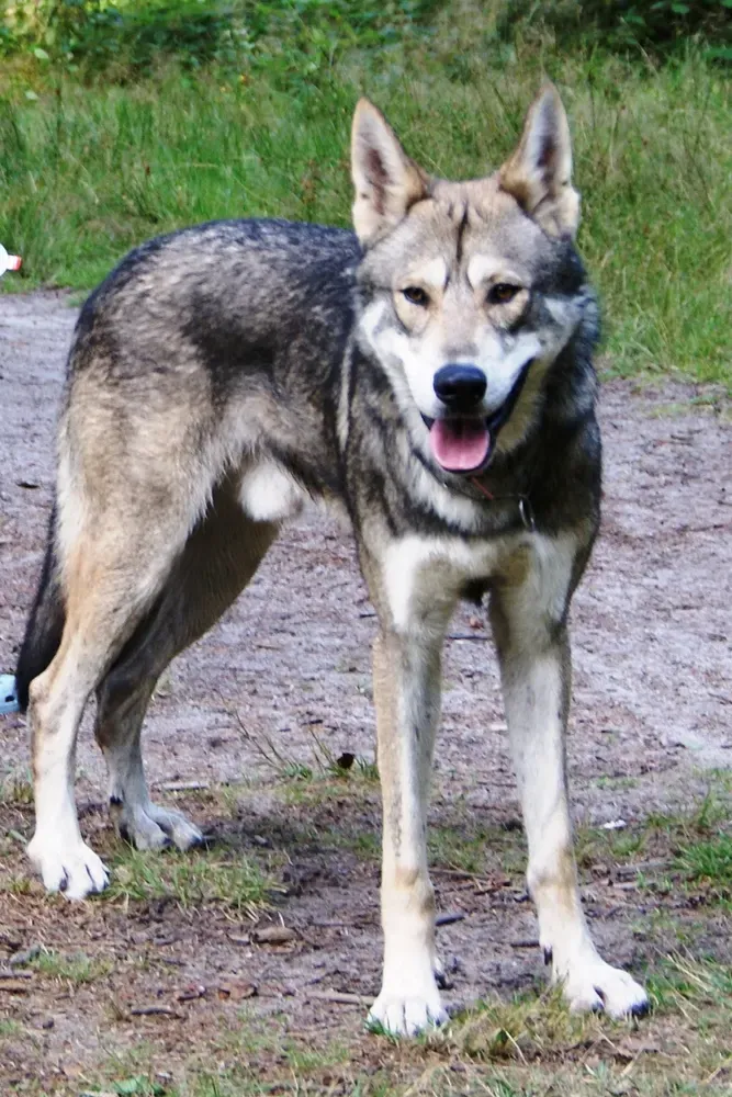 Perro lobo de Saarloos: foto 2