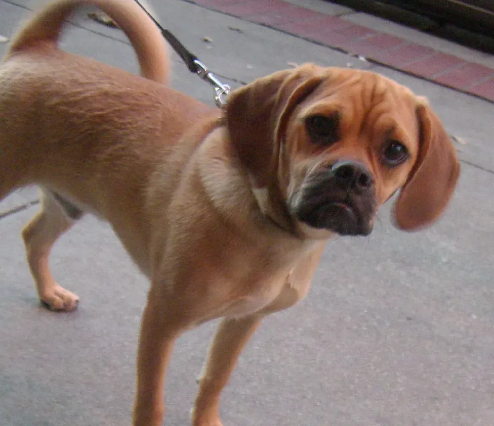 Puggle: foto 2