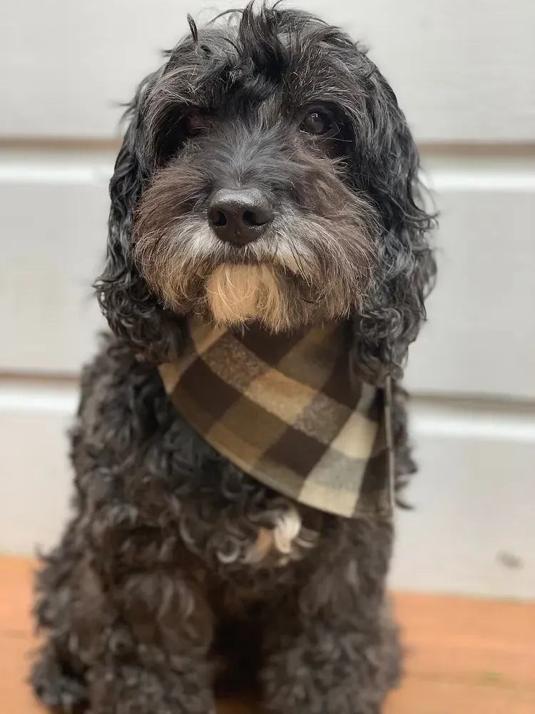 Cockapoo: foto 2