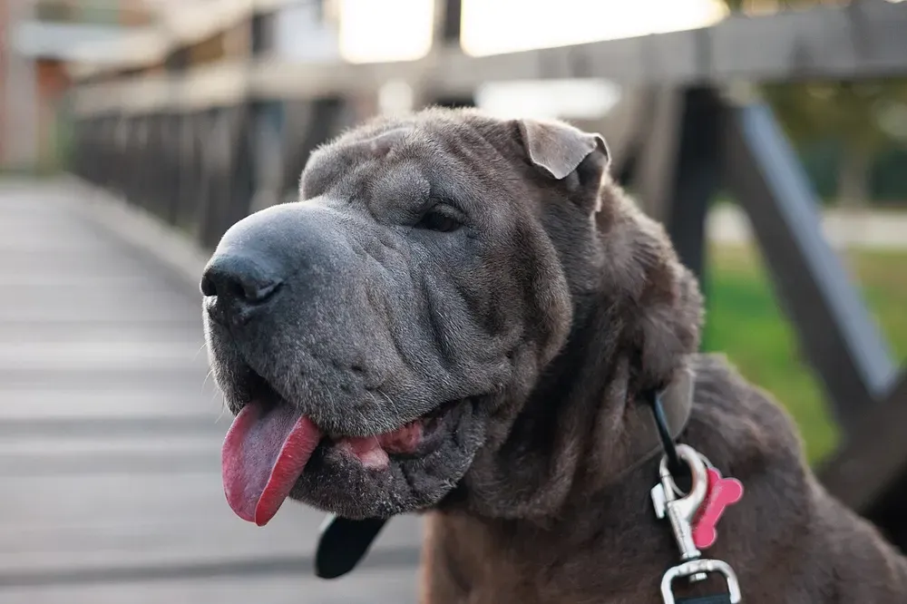 Shar pei: foto 2