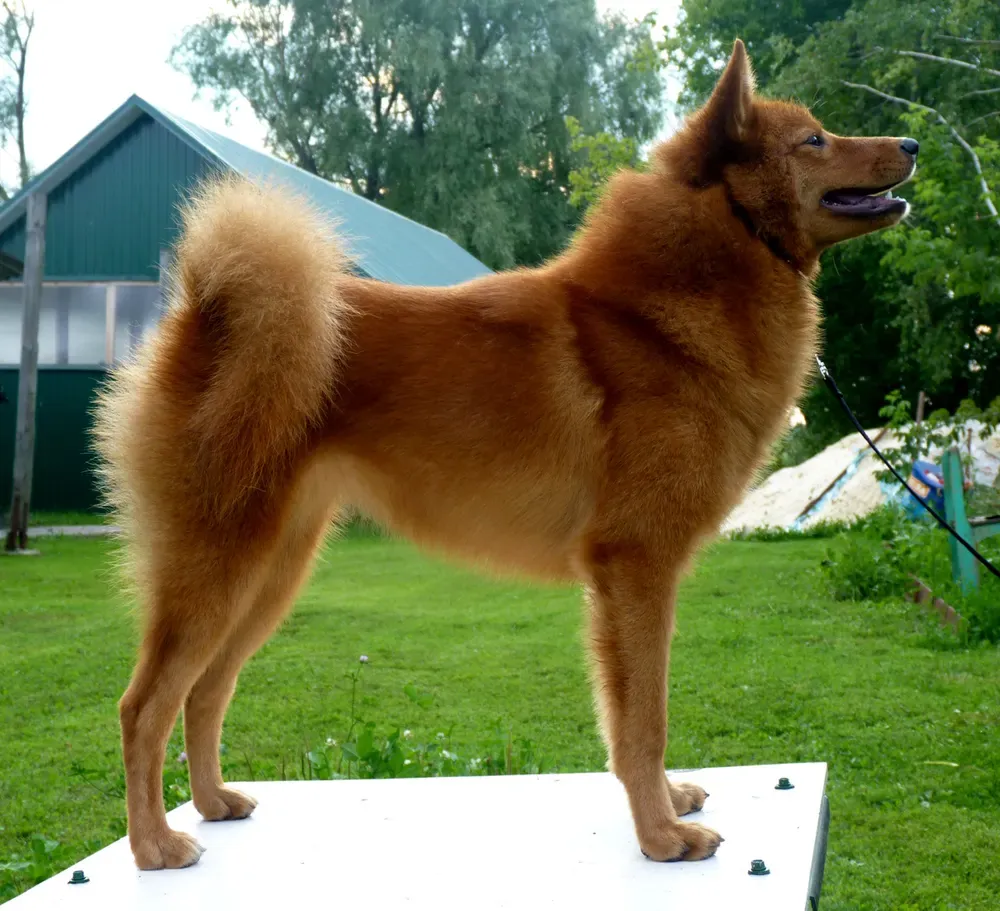 Spitz finlandés: foto 2