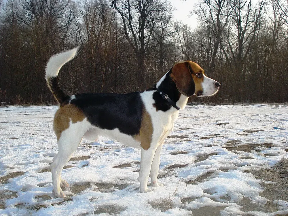 Beagle-harrier: foto 2