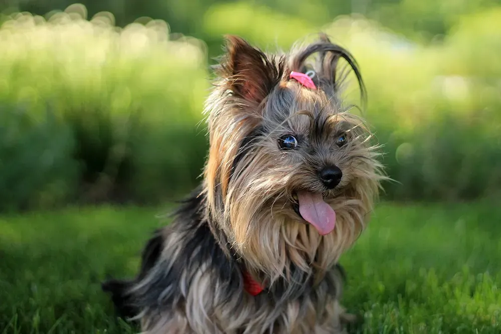 Yorkshire terrier: foto 2