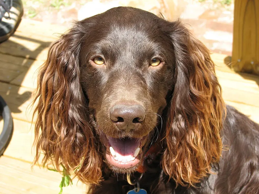 Boykin Spaniel: foto 2