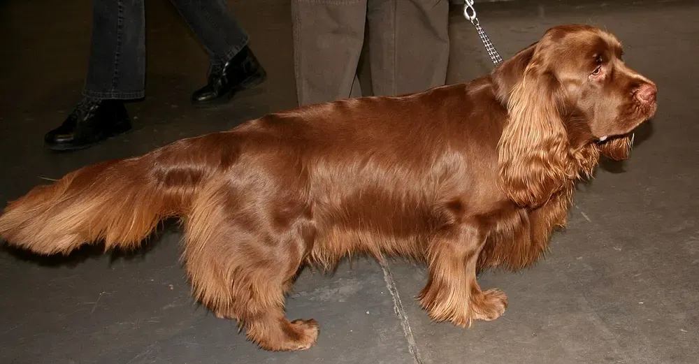 Sussex spaniel: foto 2