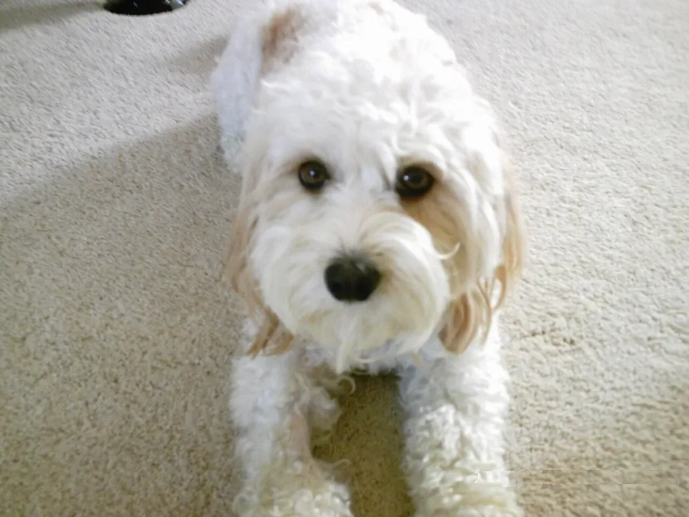 Cavachon: foto 2