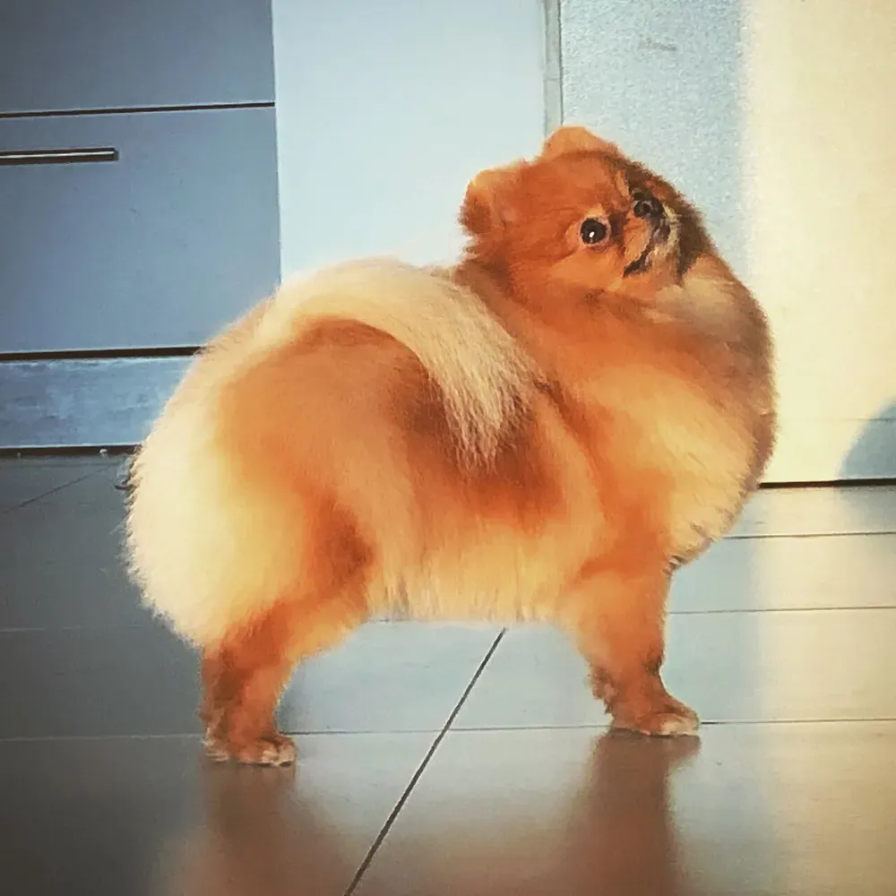 Pomerania (Spitz enano): foto 2