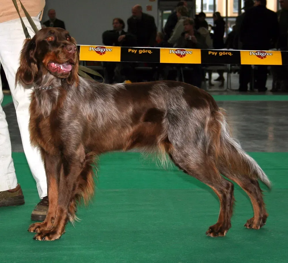 Spaniel picardo: foto 2