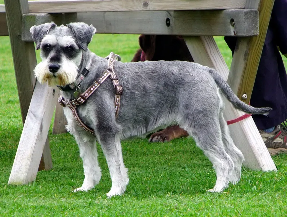 Schnauzer miniatura: foto 2