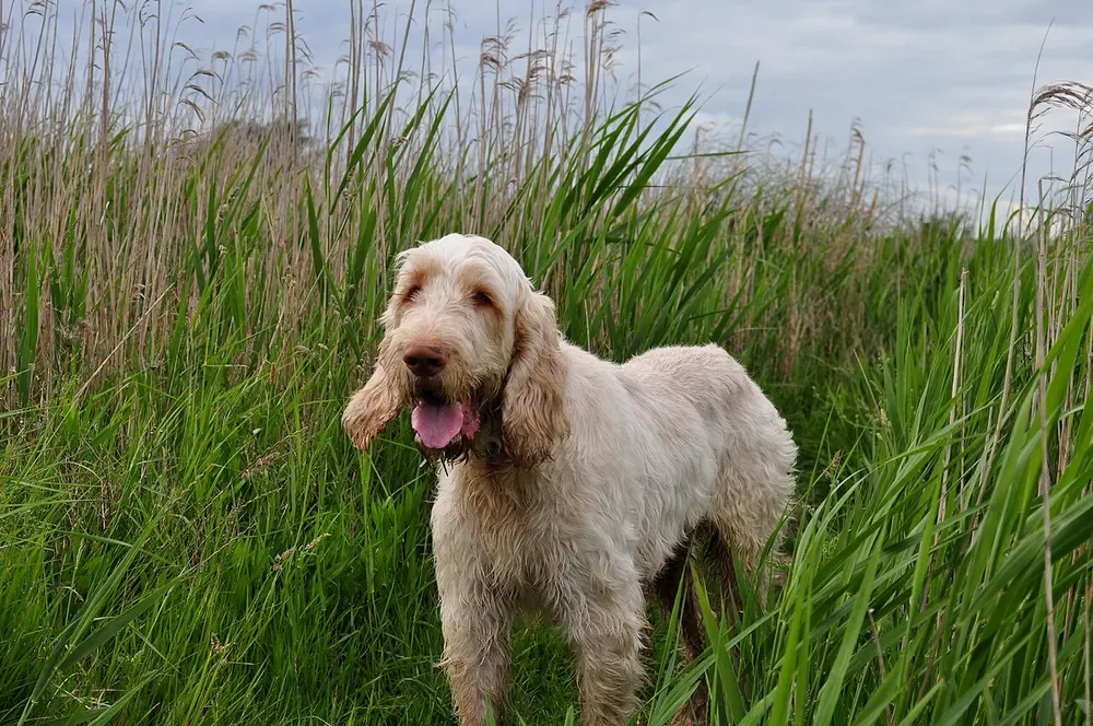Spinone italiano: foto 2