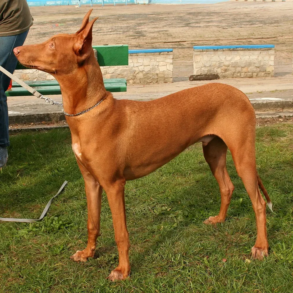 Perro del faraón: foto 2