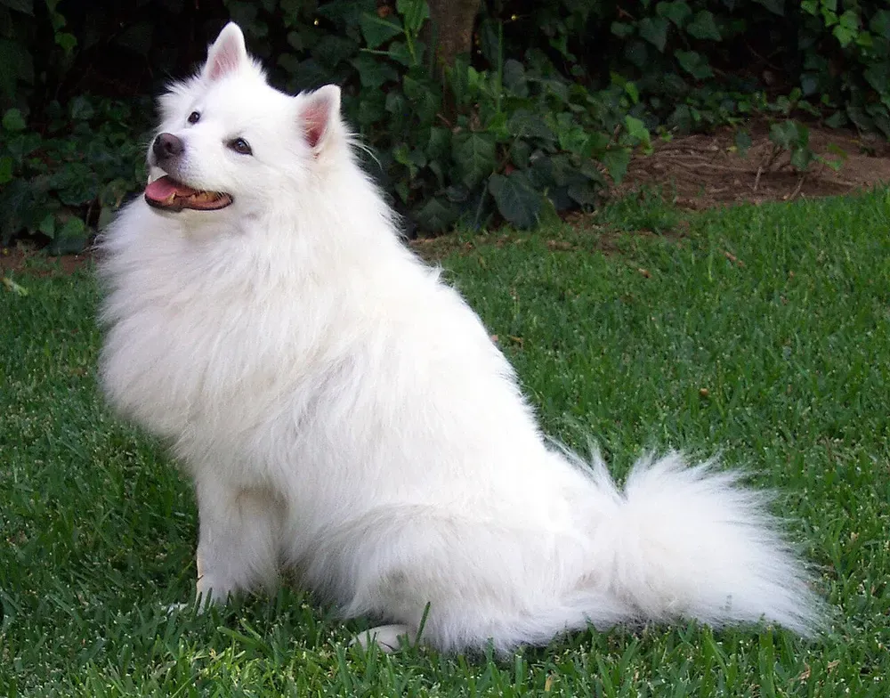 American Eskimo Dog: foto 2