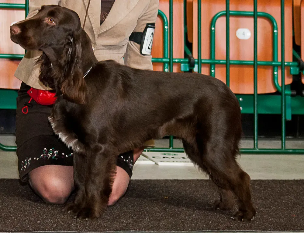Field spaniel: foto 2