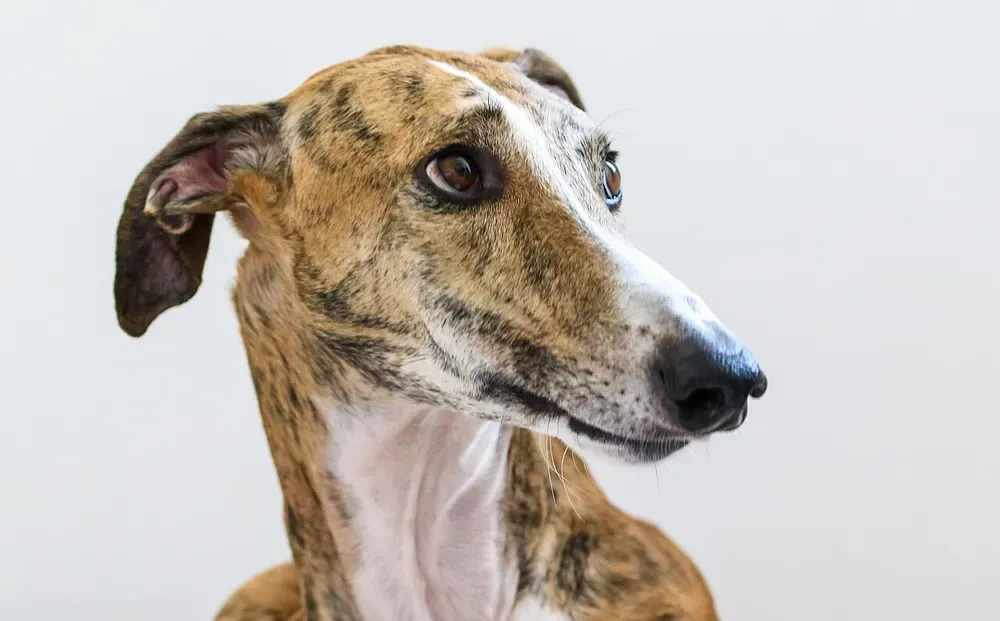Galgo español: foto 2