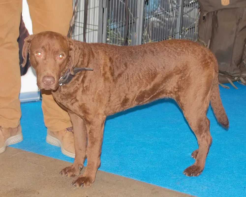 Chesapeake Bay retriever: foto 2