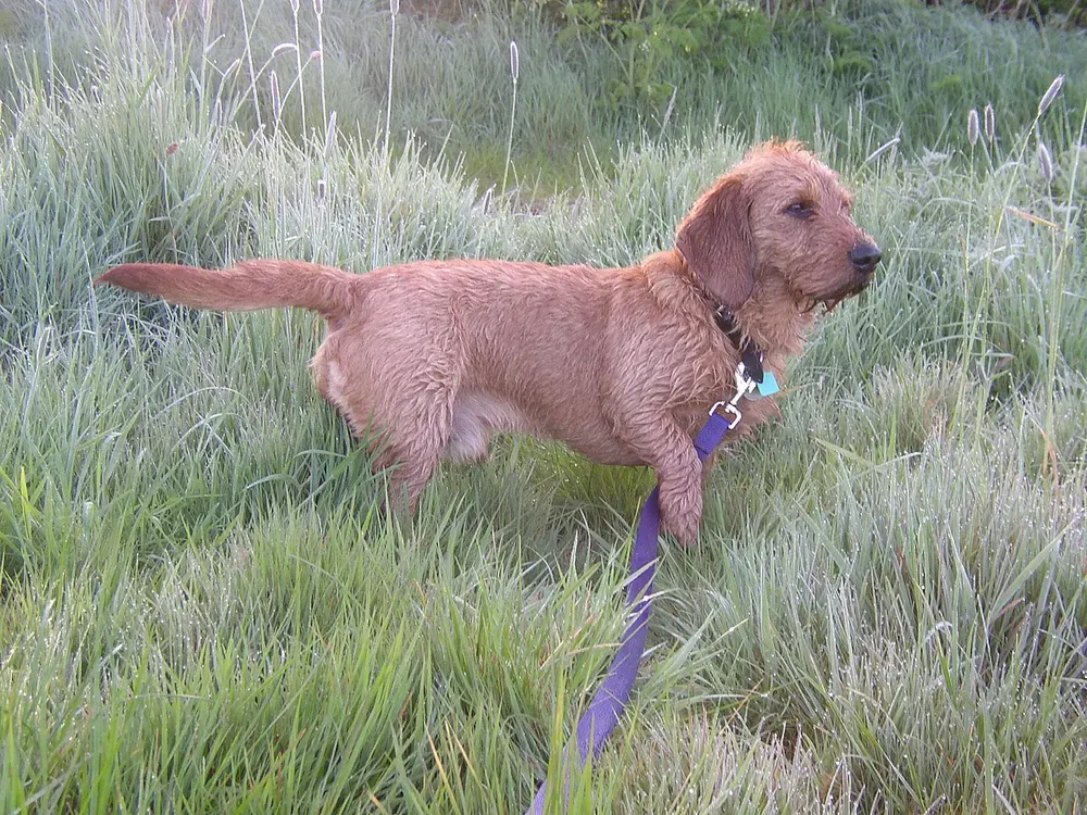 Basset leonado de Bretaña: foto 2
