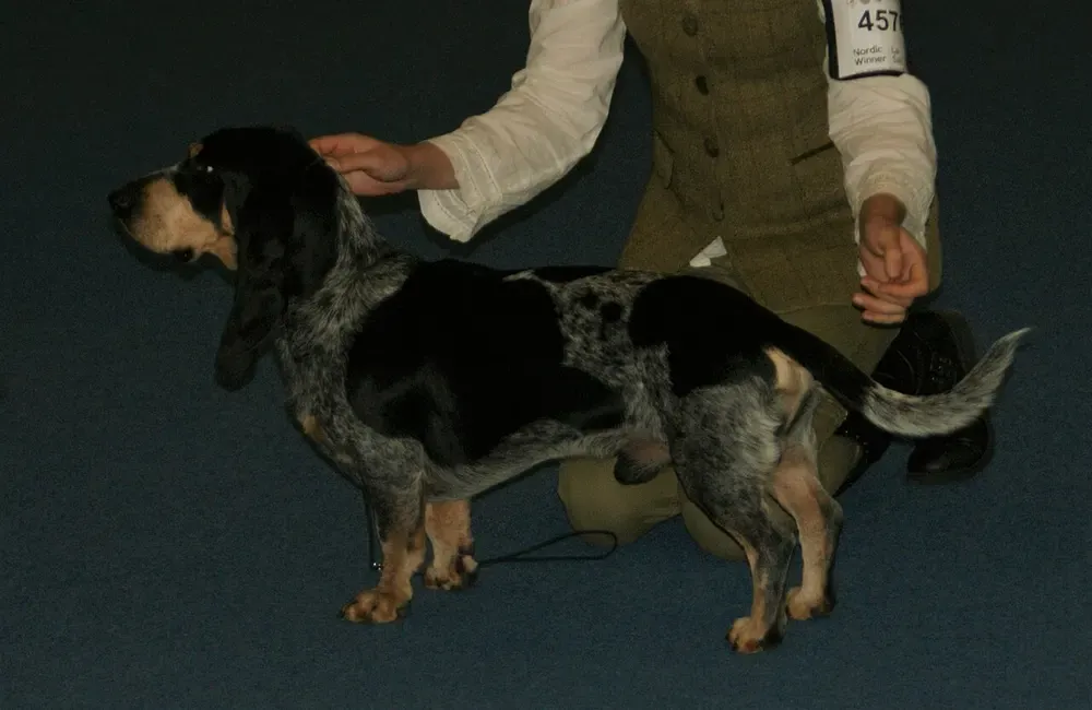 Basset azul de Gascuña: foto 2