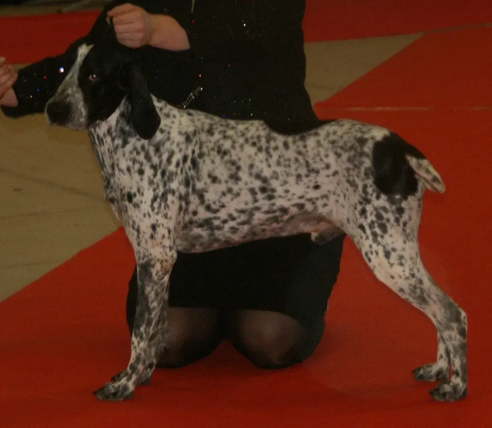 Braco de Auvernia: foto 2
