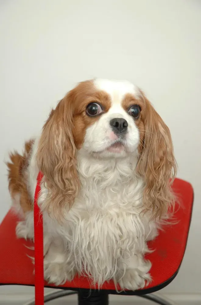Cavalier King Charles spaniel: foto 2
