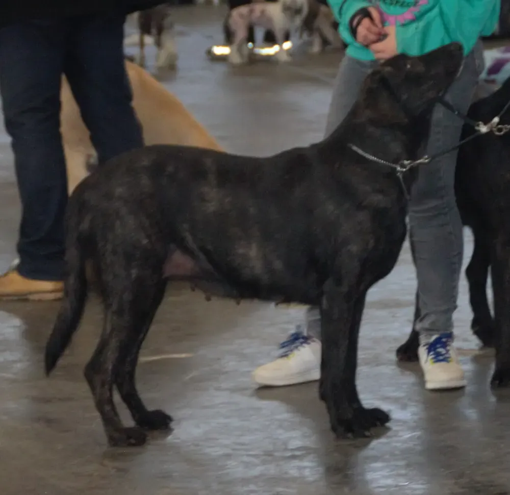 Perro de Castro Laboreiro: foto 2
