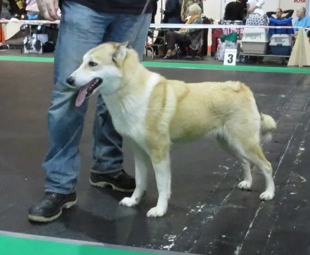 Laika de Siberia occidental: foto 2