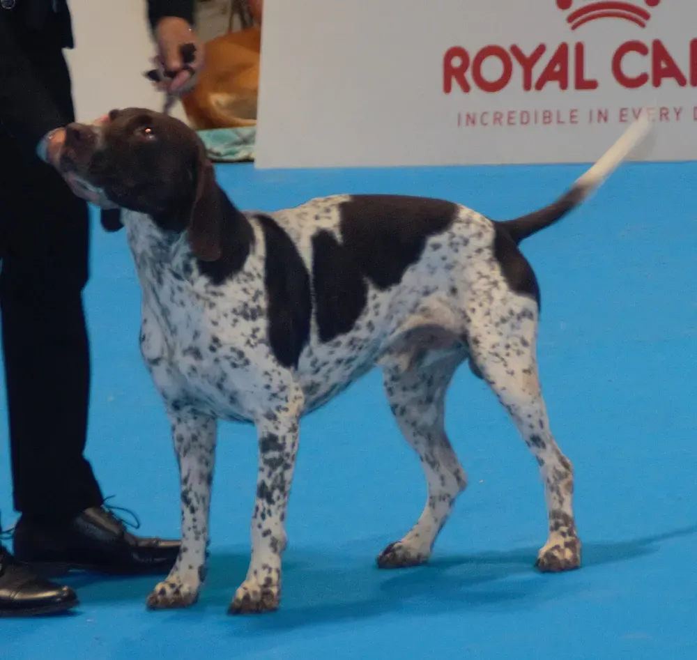 Perro de muestra danés antiguo: foto 2