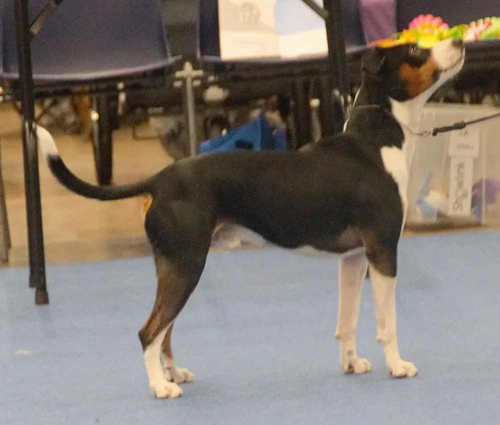 Rat Terrier Americano: foto 2