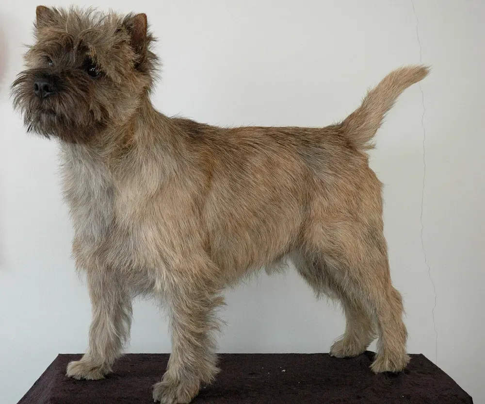 Cairn terrier: foto 2