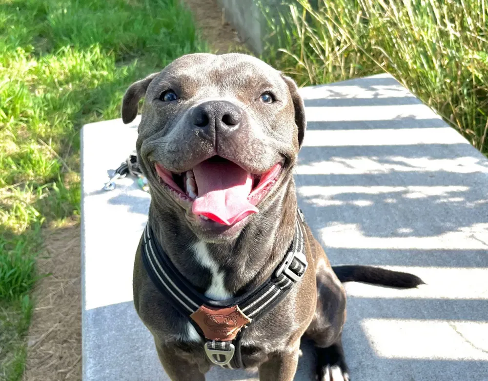Staffordshire bull terrier: foto 2